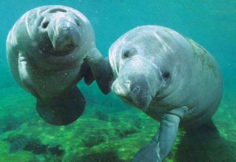 Дюгонь (лат. Dugong dugon)