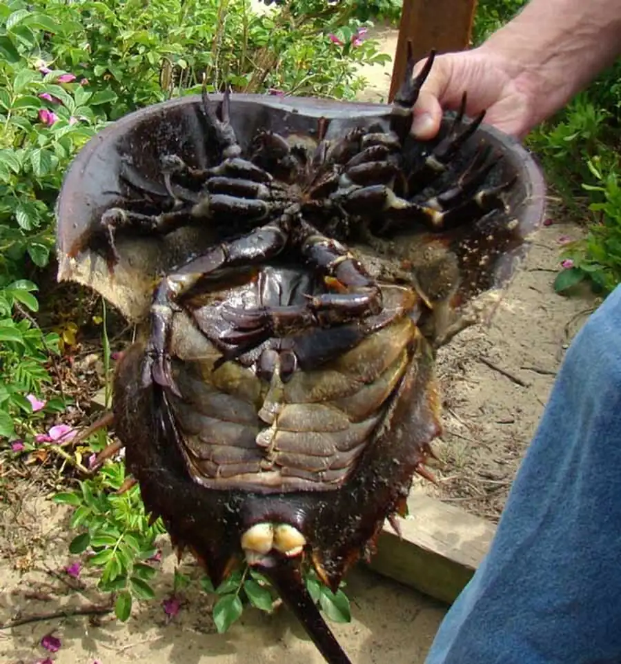 Мечехвосты - беспозвоночное 