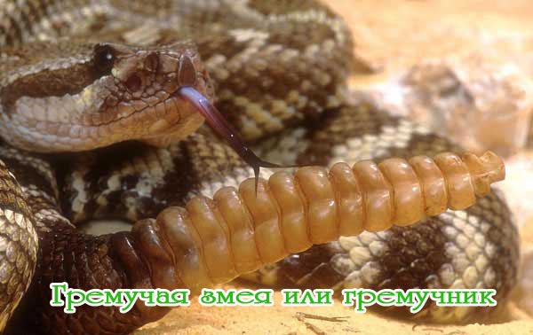 Гремучая змея. Фото и видео