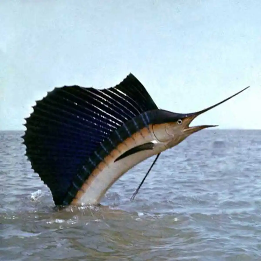 Рыба парусник. Фото и видео