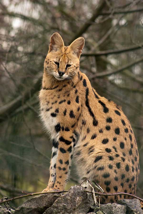 serval6.jpg