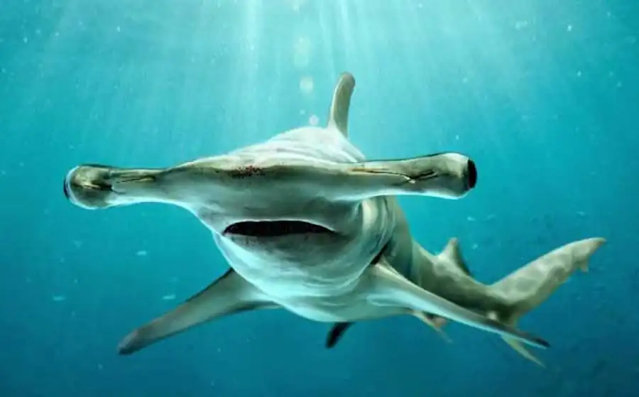 Рыба-молот, или акула-молот (Sphyrna zygaena). Фото и видео рыбы-молот