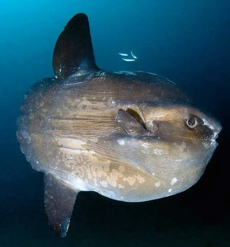 Рыба-луна, рыба-солнце, рыба-голова. Фото и видео рыбы-луны. Рыба-луна, рыба-солнце, рыба-голова. Фото и видео рыбы-луны.