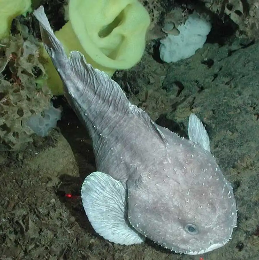 Рыба-капля, австралийский бычок, рыба-жаба (Blobfish - Psychrolutes marcidus). Фото и видео рыбы-капли