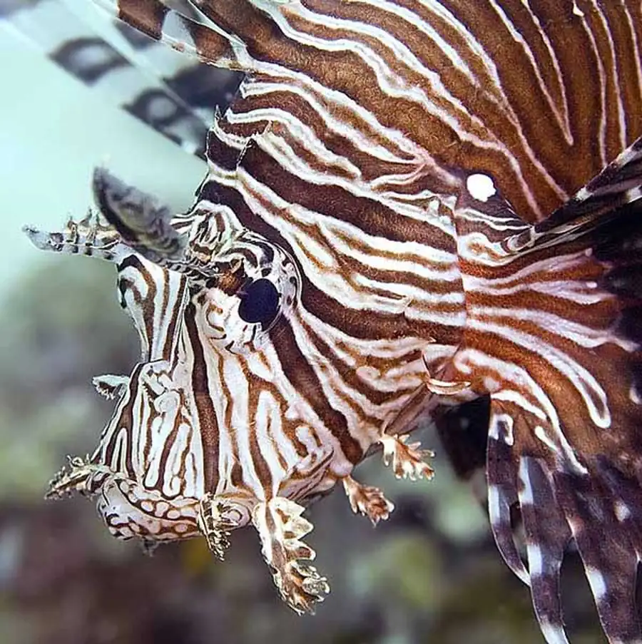 Рыба-лев, полосатая крылатка, рыба-зебра (Pterois volitans). Фото и видео 