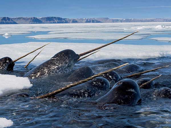 Нарвал, или Monodon monoceros