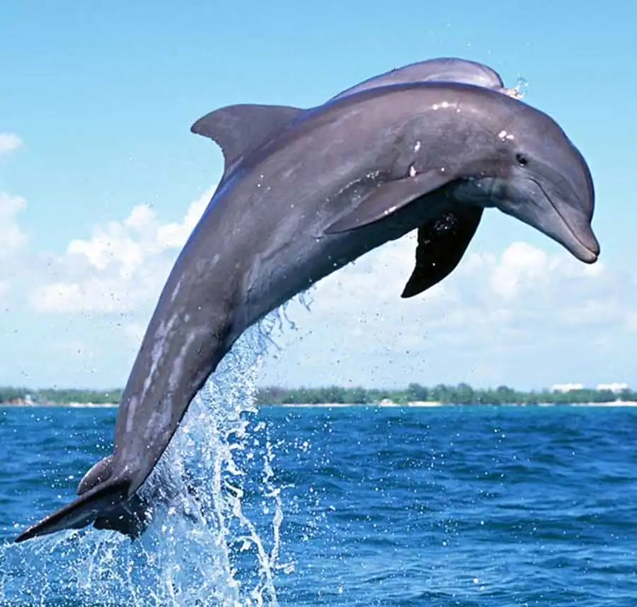 Афалина, или большой дельфин (лат. Tursiops truncatus). Описание, фото и видео афалина Афалина, или большой дельфин (лат. Tursiops truncatus). Описание, фото и видео афалина