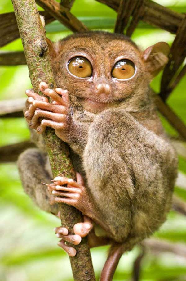 Долгопят (лат. Tarsius). Описание, фото и видео долгопята