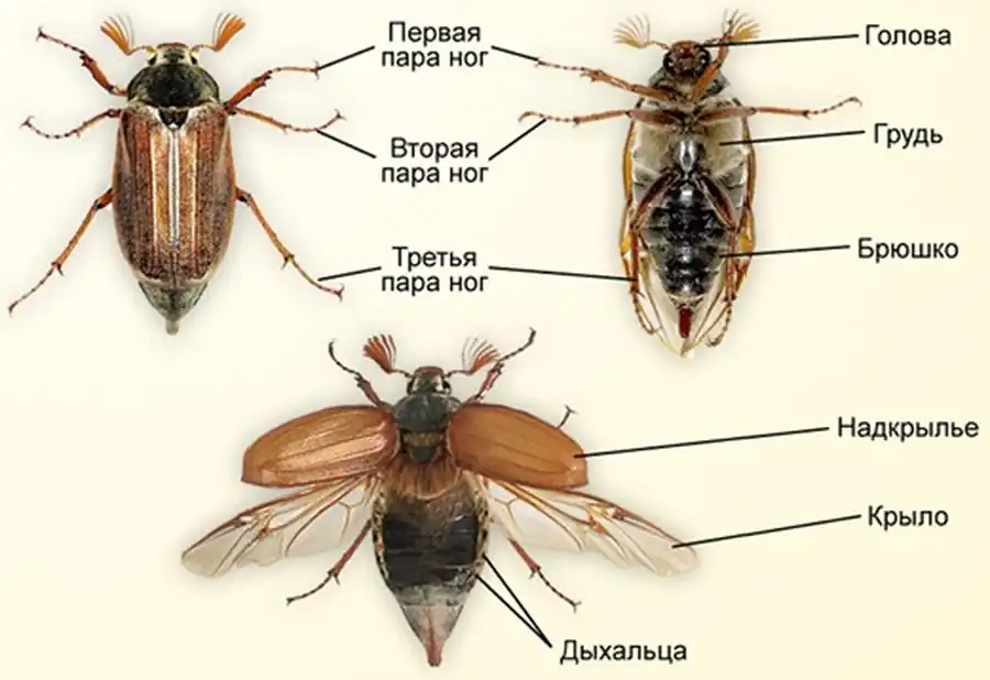 схема строения майского жука