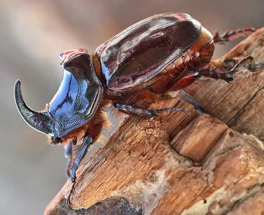 Жук-носорог обыкновенный (Oryctes nasicornis). Описание, фото и видео жука-носорога