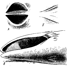 Дыхательное отверстие усатого кита (финвал), Balaenoptera physalus