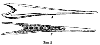 Ушная пробка финвала, Balaenoptera physalus