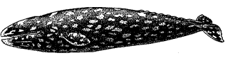 Серый кит, Eschrichtius robustus (рис. Н.Н.Кондакова)