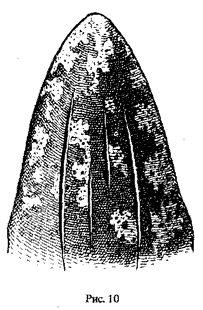 Борозды на горле серого кита, Eschrichtius robustus (рис. Н.Н. Кондакова)