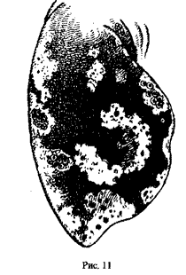 Передняя конечность серого кита, Eschrichtius robustus (рис. Н.Н. Кондакова)