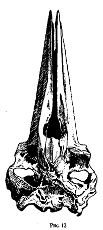 Череп серого кита, Eschrichtius robustus