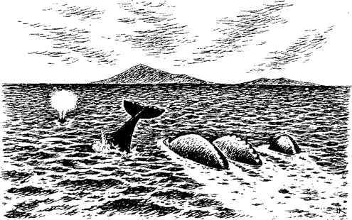 Серые киты в море