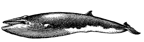 Малый полосатик, Balaenoptera acutorostrata