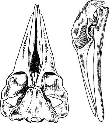 Череп малого полосатика Balaenoptera acutorostrata