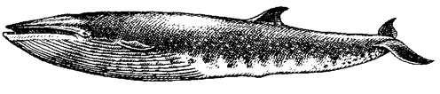 Сейвал, Balaenoptera borealis