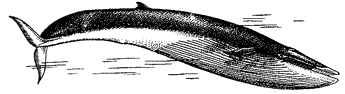 Финвал, Balaenoptera physalus