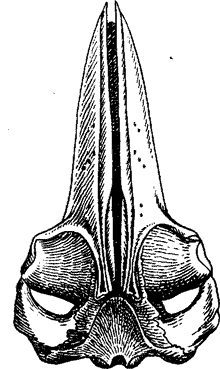 Череп финвала, Balaenoptera physalus