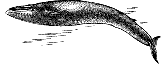 Голубой кит, Balaenoptera musculus 