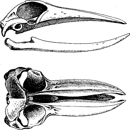 Череп голубого кита, Balaenoptera musculus