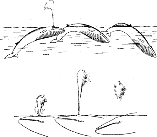 Схема ныряния полосатика, Balaenoptera