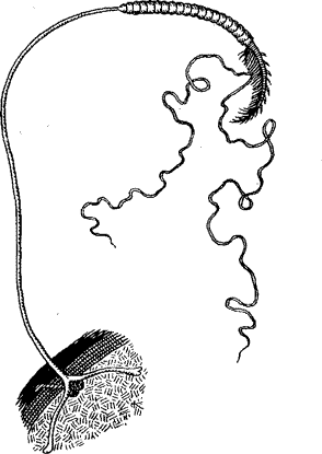 Пенелла, Penella balaenopterae паразит голубого кита
