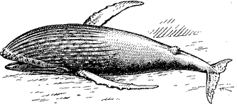 Горбатый кит, Megaptera novaeangliae с брюшной стороны Горбатый кит, Megaptera novaeangliae с брюшной стороны