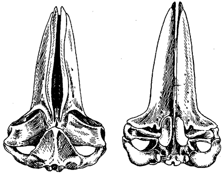 Череп горбатого кита, Megaptera novaeangliae Череп горбатого кита, Megaptera novaeangliae