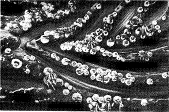 Усоногие реки, коронулы, Coronula diadema, на брюшных полосах горбатого кита