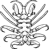 Китовые вши, Paraciamus boopis горбатого кита