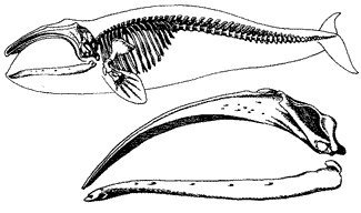 Скелет, контуры тела и череп южного (японского) кита, Eubalaena glacialis japonica