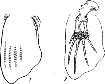 Грудной плавник южного (японского) кита Eubalaena glacialis japonica, внешний вид и скелет