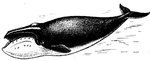 Южный японский кит, Eubalaena glacialis japonica