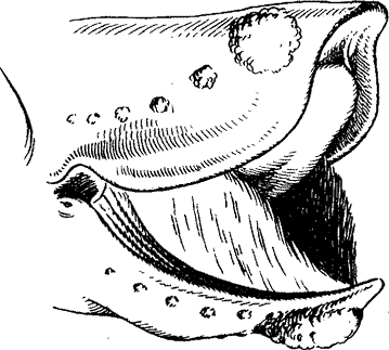 Наросты на голове южного японского кита Eubalaena glacialis japonica