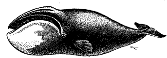 Гренландский кит, Balaena mysticetus