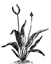 Кринум (Crinum).