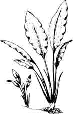 Лагенандра яйцевидная. Lagenandra ovata (Linne) Thwaites.