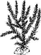 Мох ключевой. Fontinalis antipyretica Linne.