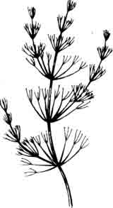 Блестянка гибкая. Nitella flexilis (Linne).