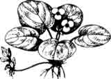 Водокрас лягушачий. Hydrocharis morsus-ranae Linne.