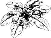 Капуста водяная. Папоротник крыловидный. Ceratopteris pteridoides (Hooker) Hieronymus.