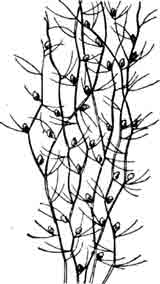 Пузырчатка (Utricularia ).