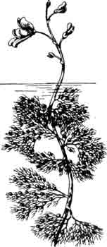 Пузырчатка обыкновенная. Utricularia vulgaris Linne.