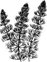 Роголистник (Ceratophyllum).