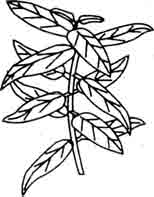 Аммания сенегальская. Ammannia senegalensis Lamark.