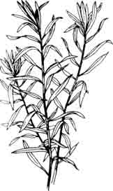 Гетерантера остролистная. Heteranthera zosteraefolia Martius.